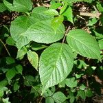 Rubus tereticaulis Leaf