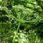 Thapsia nestleri Blüte