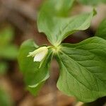 Trillium tschonoskii Квітка