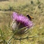 Cirsium eriophorumFlower