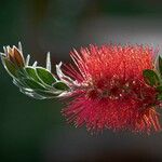 Callistemon coccineus花