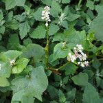 Fagopyrum esculentum Staniste