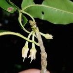 Manilkara staminodella Flower
