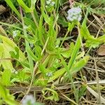 Valerianella eriocarpa Buveinė