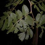 Inga sapindoides Hoja