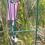 Platanthera leucophaea Fruct