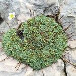 Saxifraga squarrosa Floare