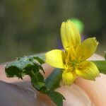 Hyoseris scabra Blüte