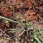 Bulbine abyssinica Folha