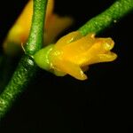 Hatiora salicornioides Flower