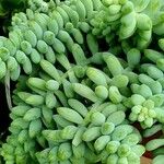 Sedum morganianum Foglia