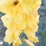 Gladiolus spp. Çiçek