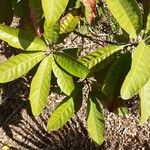 Pouteria campechiana 葉
