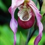 Cypripedium reginae Blomst