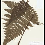 Cyathea surinamensis 叶