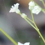 Galium scabrum Blüte