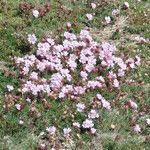 Armeria maritima Sonstige
