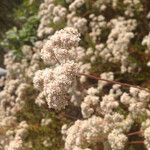 Eriogonum parvifolium Цветок