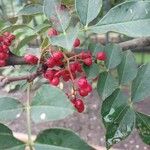 Zanthoxylum piperitum Fruit