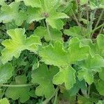 Pelargonium tomentosum Blatt