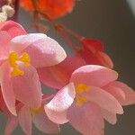 Begonia maculata Õis