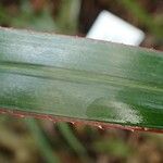 Latania lontaroides Blad