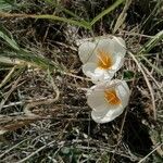 Crocus boryi Λουλούδι