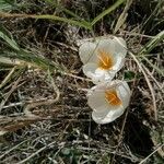 Crocus boryi Blüte