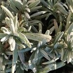 Lavandula latifolia Листок