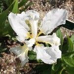 Iris tectorum Λουλούδι