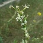 Silene tatarica Blomma