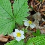 Fragaria viridis花