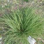 Anthericum ramosum Lapas