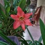Hippeastrum puniceum Floare