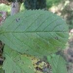 Fraxinus chinensis Fuelha