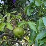 Mangifera indica果