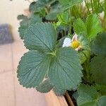 Fragaria × ananassaFruto