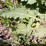 Salvia verbenaca Blatt