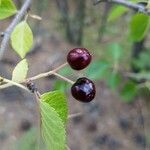 Prunus mahalebഫലം