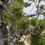 Pinus albicaulis Hoja