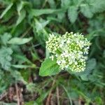 Lepidium drabaFlower