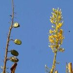 Vochysia tucanorum Fruit