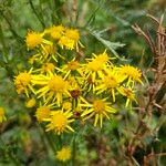 Jacobaea erucifolia Blomst