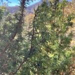 Juniperus communisBlad