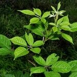 Rubus allegheniensis List