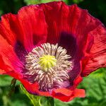 Papaver somniferum Flower