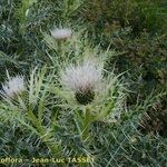 Cirsium glabrum Kukka