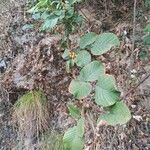 Rubus ellipticus Leaf