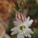 Silene sargentii 花