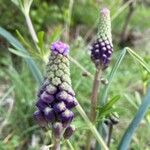 Muscari comosumFlor